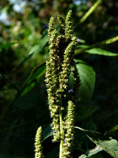 {Amaranthus powellii}